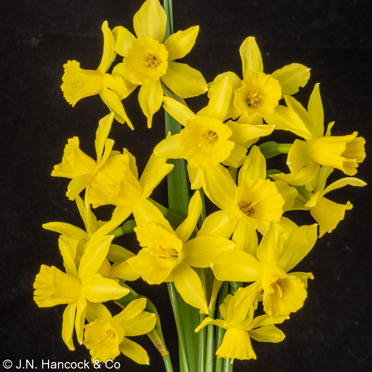 sailboat daffodil bulbs